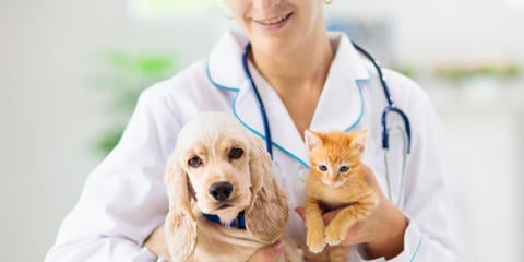 Información sobre veterinarios, consultas habituales sobre mascotas