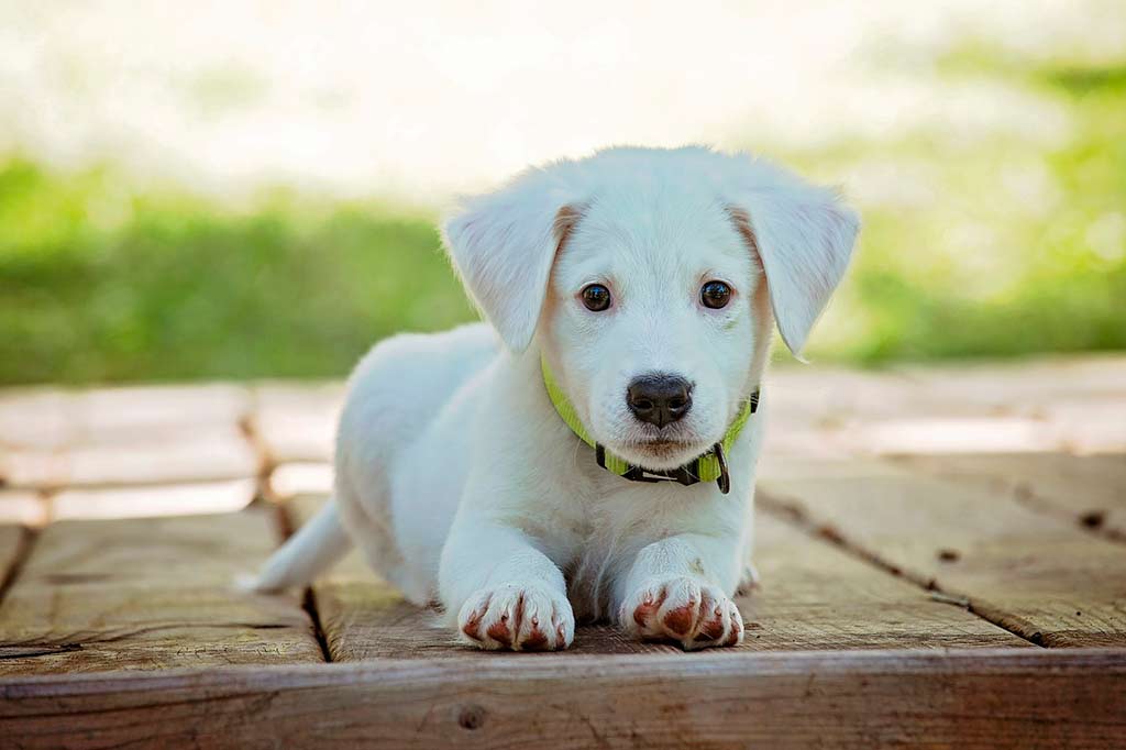 Educa a tu perro de manera correcta