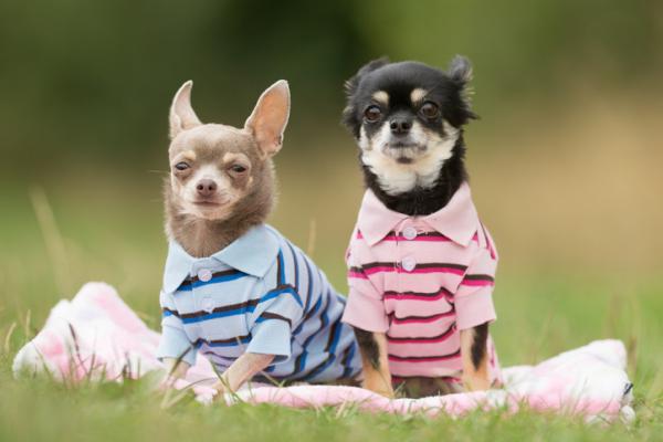 ¿Es bueno humanizar a nuestras mascotas?
