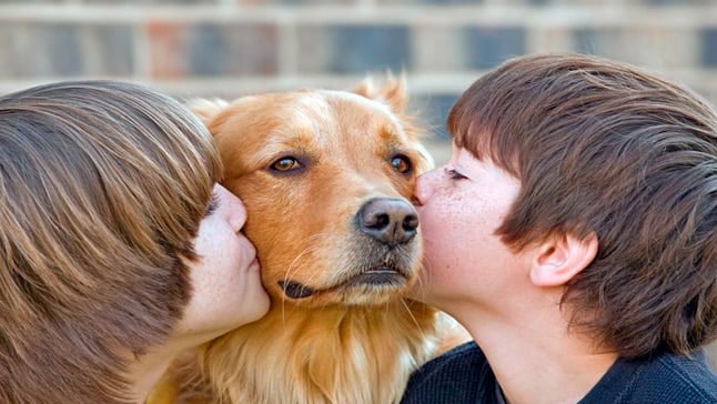 Las razas de perro que mejor se adaptan a los niños