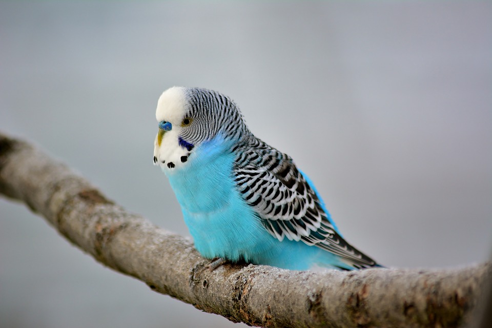 Un periquito como mascota: Cuidados y recomendaciones