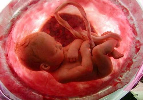 Como se alimenta el feto