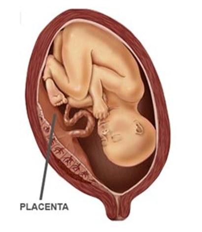 La placenta y sus funciones