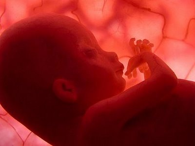 Segundo trimestre: El feto
