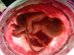 Tercer Trimestre, desarrollo del feto